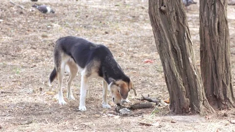 Stray dog eat under a tree Video stock 80467591
