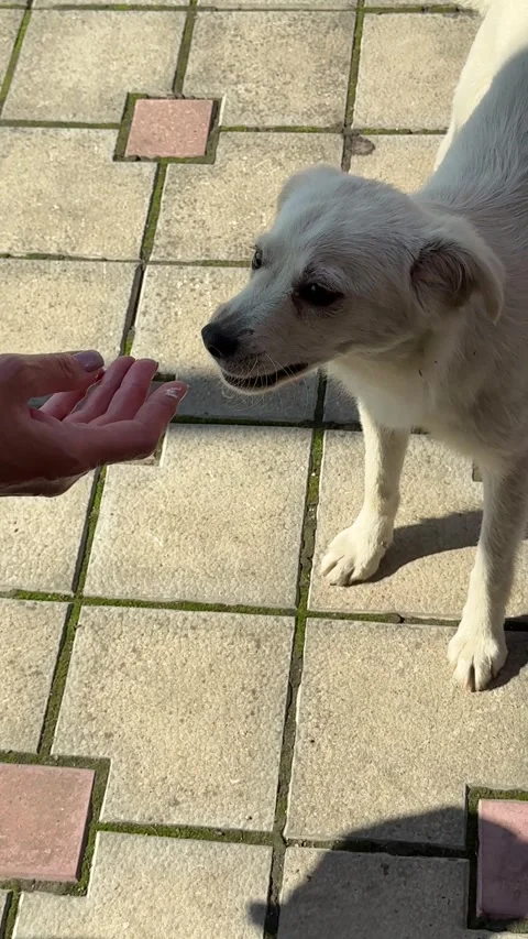 A stray dog is eating bread vertical video. Stock Footage 336638482