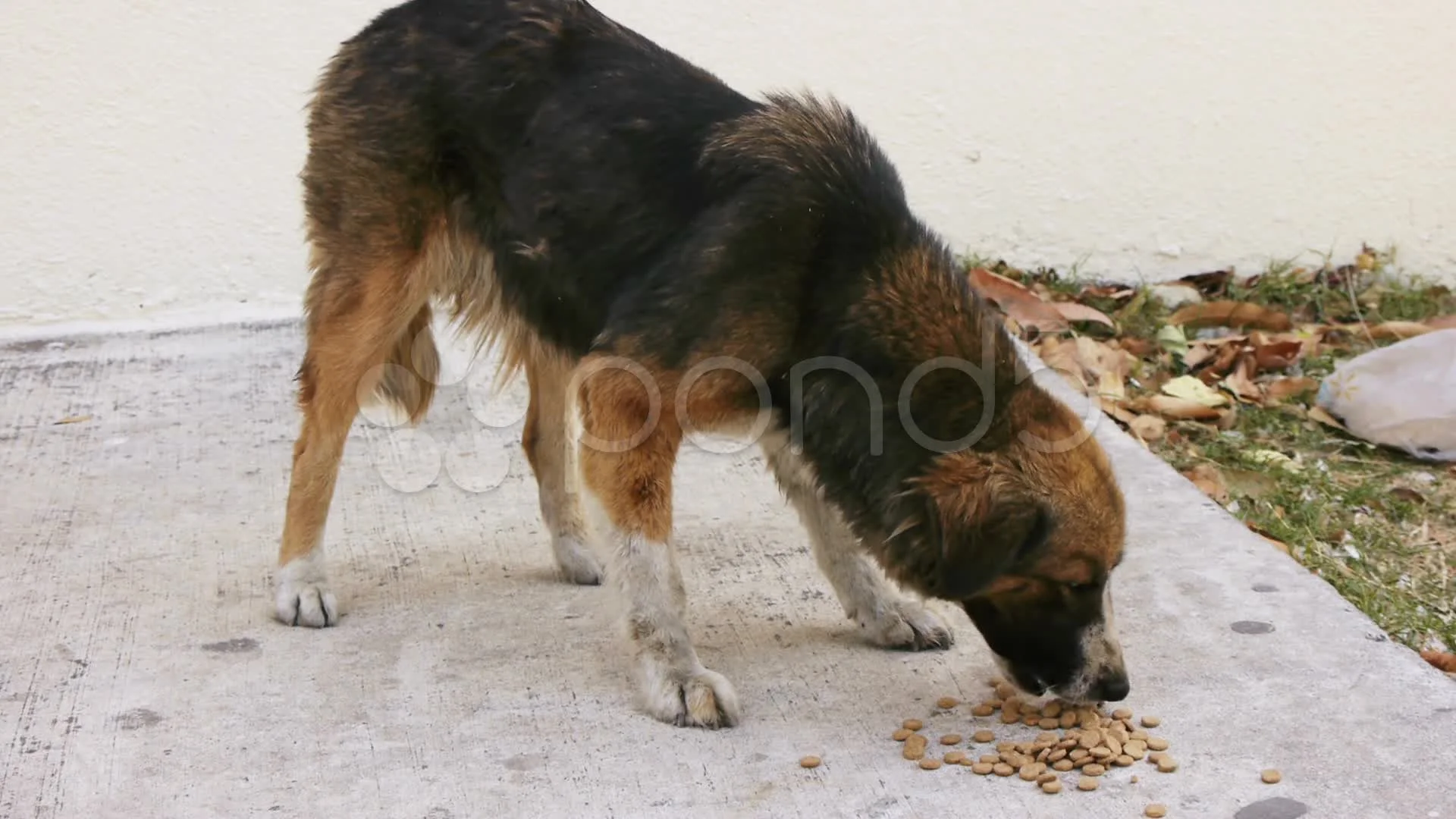 What Can Stray Dogs Eat