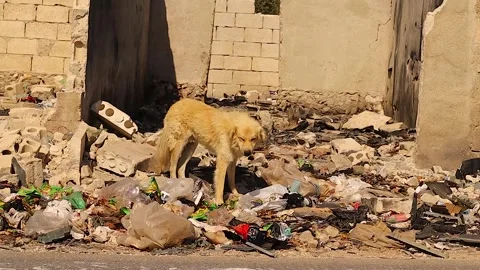Stray Dog Eating from Roadside Garbage – Urban Animal Survival and Poverty Stock Footage 312142247