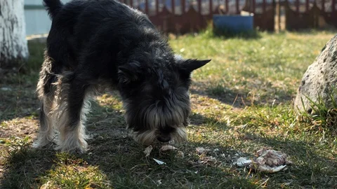 A stray dog eats chicken bones Видео 128714754