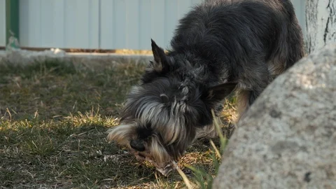 A stray dog eats chicken bones Stock Footage 128840093