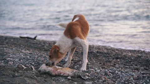 A stray dog eats a small dead dolphin Video stock 115626763