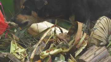 Stray dog eats from trash. Burning rubbish, Asia Stock Footage 85870366