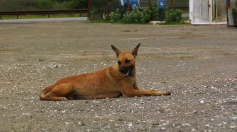 Stray dog Stock Footage