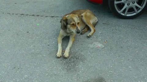 Stray dog. Vídeos de archivo 37506547