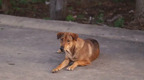 Stray Dog Stock Footage 46562063