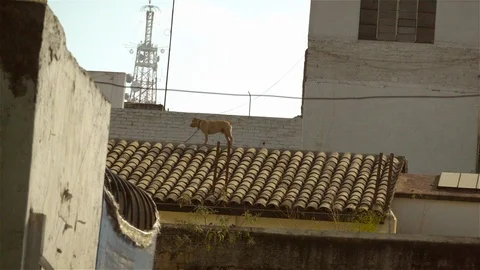 Stray dog Stock Footage 123947395