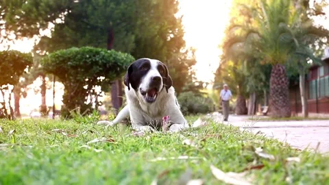 Stray Dog Stock Footage 205023525