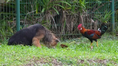 A stray dog  Stock Footage 300761316