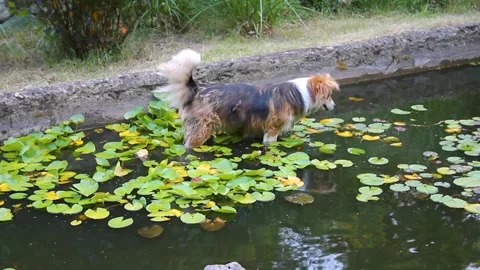 Stray dog Stock Footage 338192002