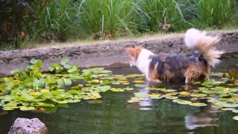 Stray dog Stock Footage 338192012