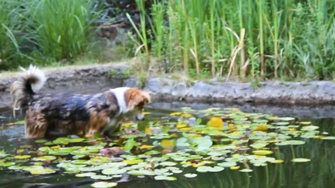 Stray dog Stock Footage 338192013