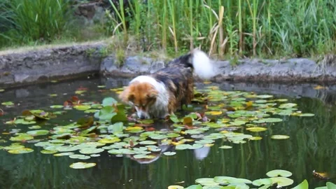 Stray dog Stock Footage 338192107
