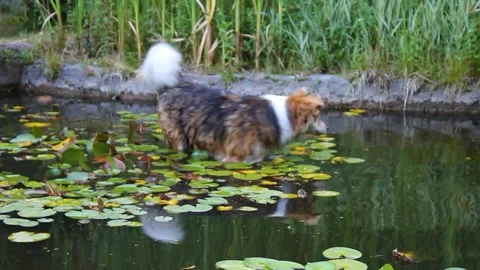 Stray dog Stock Footage 338192129