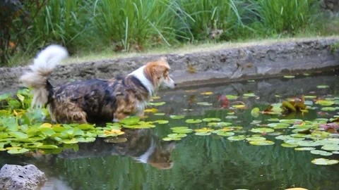 Stray dog Stock Footage 338192138