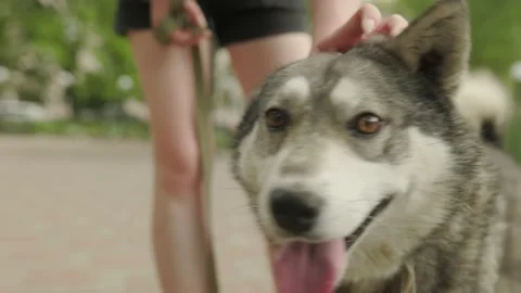 Stray dog gets affection from stranger, homeless pet with kind grateful eyes loo Stock Footage 195424324