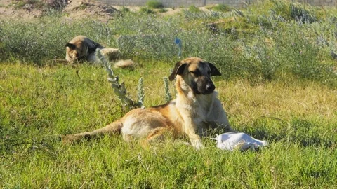 A stray dog on the grass on a sunny day by the fence itches and nibbles som.. Vidéo 251671253