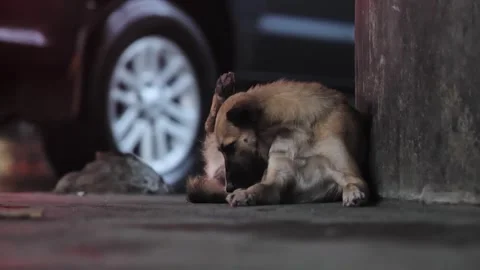 Stray Dog Grooming Itself Beside Road Traffic During Daily Street Life In Asia Stock Footage 345370904