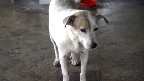 Stray dog on ground. Video stock 95792513