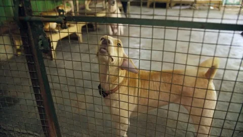 A stray dog inside a green cage at the vet clinic - abandoned dog Stock Footage 246899057