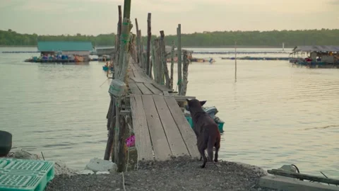 Stray Dog at a Jetty 4k Video stock 158594475