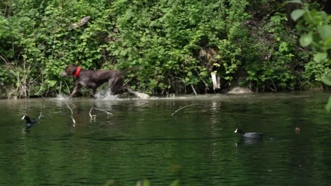 Stray dog at a lake in spring Stock Footage 264766690