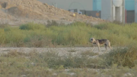 Stray dog in landscape Stock Footage 315184653