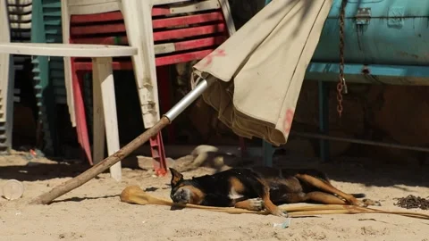 Stray dog lays on the beach under umbrella having fun, playing on his back. Stock-Footage 201817486