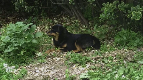 Stray Dog lies down next to the bushes Video stock 333194677