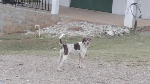 Stray dog looking around in front of a house in the countryside of Panama Stock-Footage 83691013