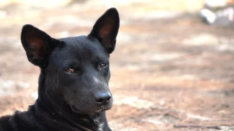 Stray dog looking on the camera Stock Footage 90344972
