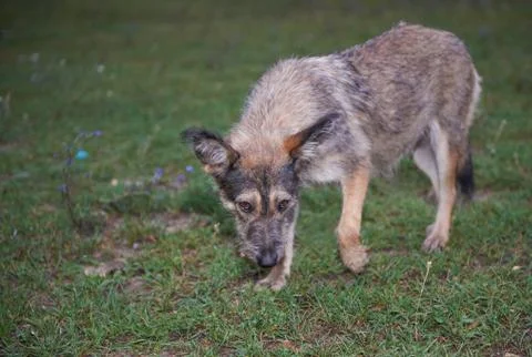 Stray Dog Looking Into The Camera Stock Photos
