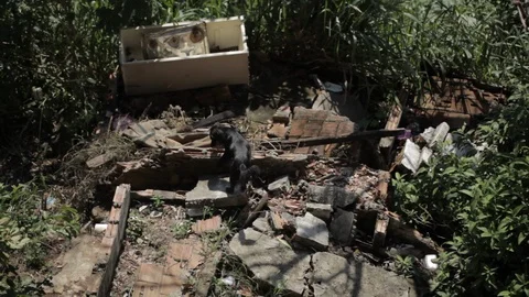 Stray dog looks through a patch of garbage Rio Stock Footage 91056401