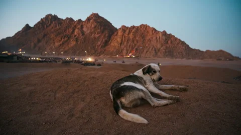 A stray dog is lying alone on the sand in the desert. Stock Footage 331162592