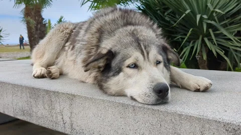 Stray dog lying on bench. Gray dog napping outside.. Stock Footage 254002287