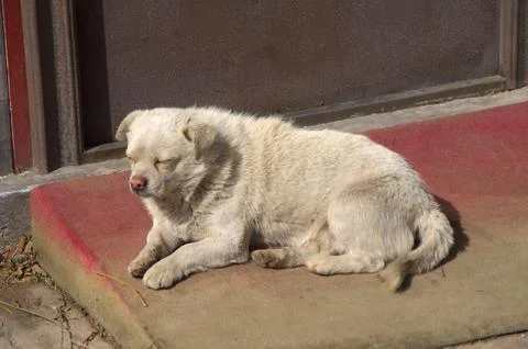 A stray dog in lying down outside of The Great Wall of China in Beijing Foto stock