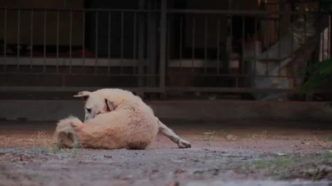 Stray Dog Lying Down Real Time Clip Stock Footage 325411917