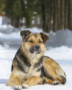 Stray dog lying down on the snow of the footpath at the city park Stock Photos