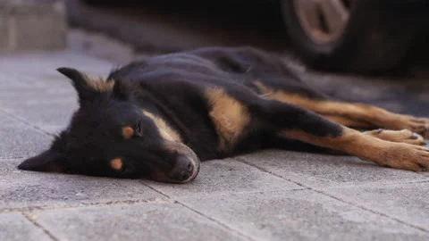 Stray dog lying down on the street Stock Footage 137964051