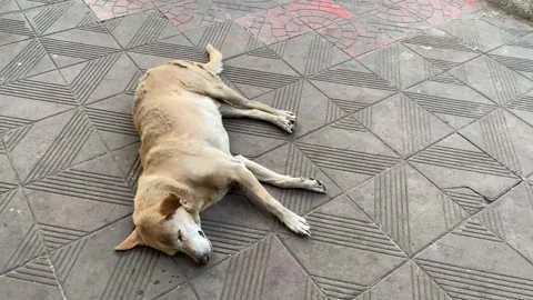A stray dog lying on the floor Stock Footage 228044689