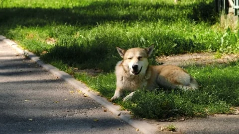 A stray dog is lying in the grass by the road. Stock Footage 135545114