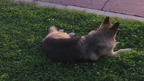 A stray dog Is lying in the grass sunset Stock Footage 143728075