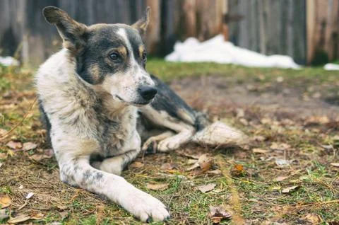 Stray dog lying on a ground at fall season with hope in the eyes Stock Photos