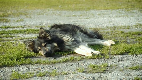 A stray dog is lying on the ground outside, sweltering in the heat. Stock Footage 311353295