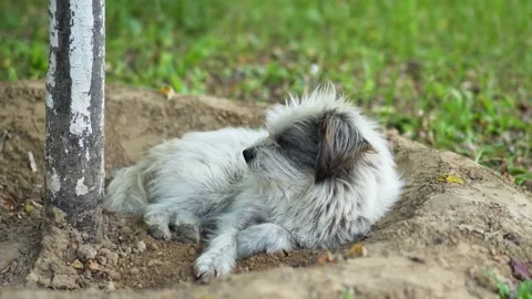 Stray dog lying on the ground sleeping and resting Stock Footage 218286568