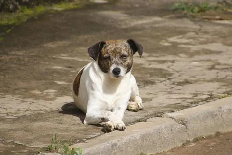 Stray dog lying in the gutter Stock Photos