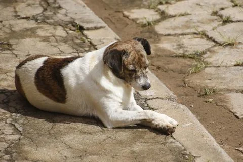 Stray dog lying in the gutter Stock Photos