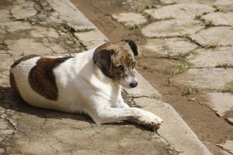 Stray dog lying in the gutter Stock Photos