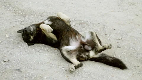 A stray dog is lying on its back in the street and sleeping deeply. 4K Stock Footage 133160430